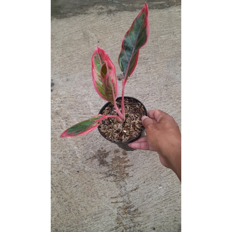 Aglonema Kanza (Size Remaja)