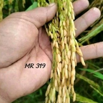 1kg benih padi MR 219 super bibit unggul