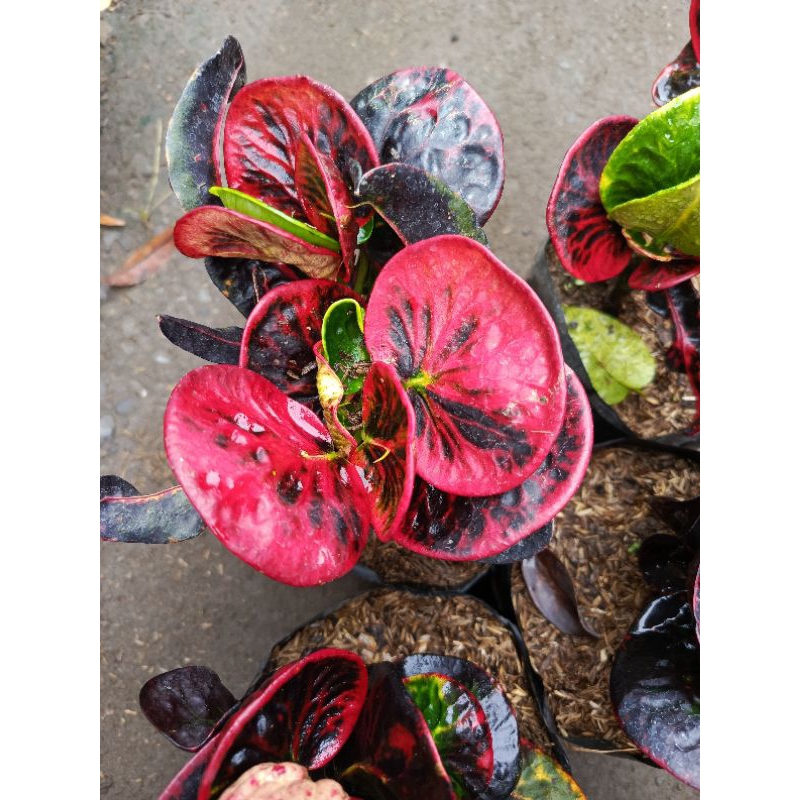 puring  apel super red Giant (SRG) murah