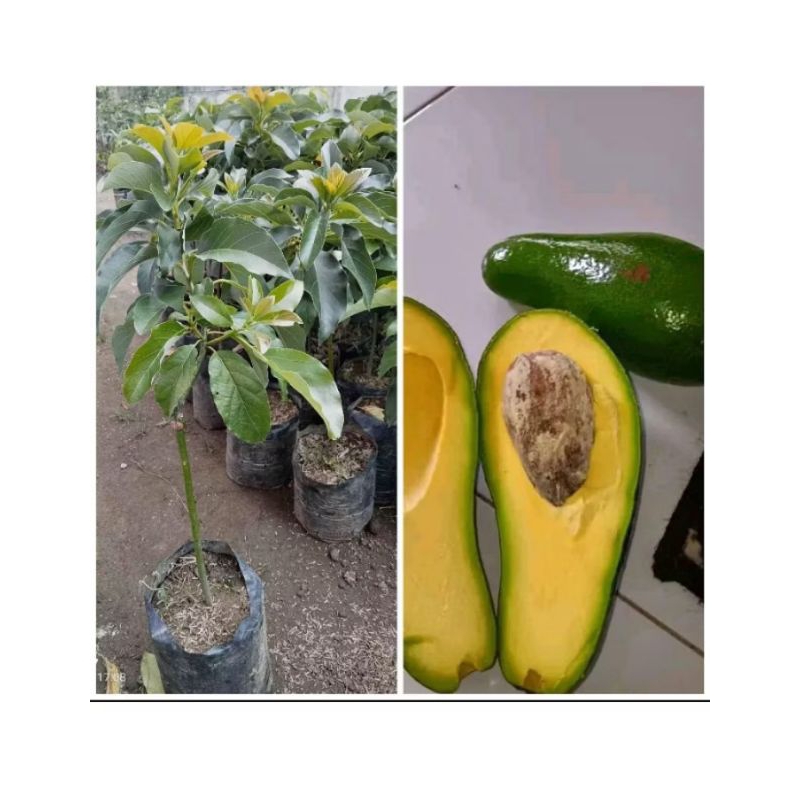 bibit alpukat aligator okulasi tabulampot termurah