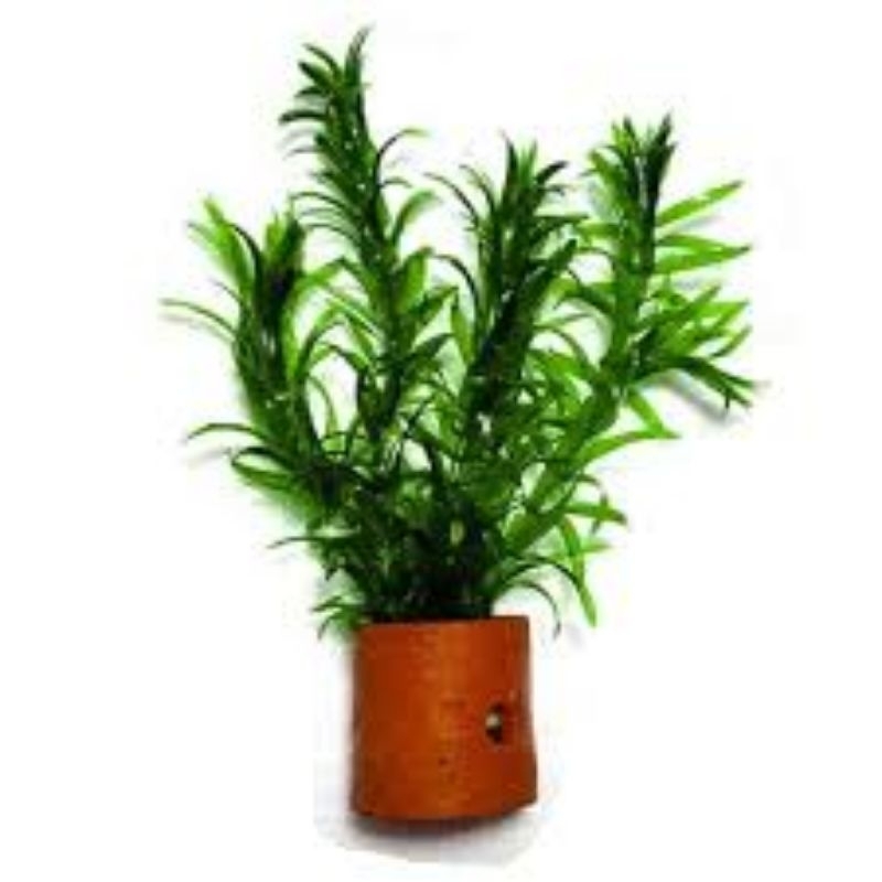 tanaman air hydrilla