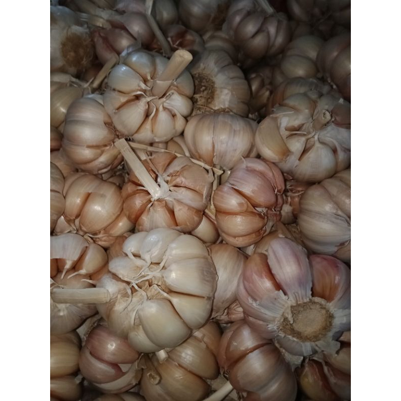 

bawang putih sinco bersih 1 kg