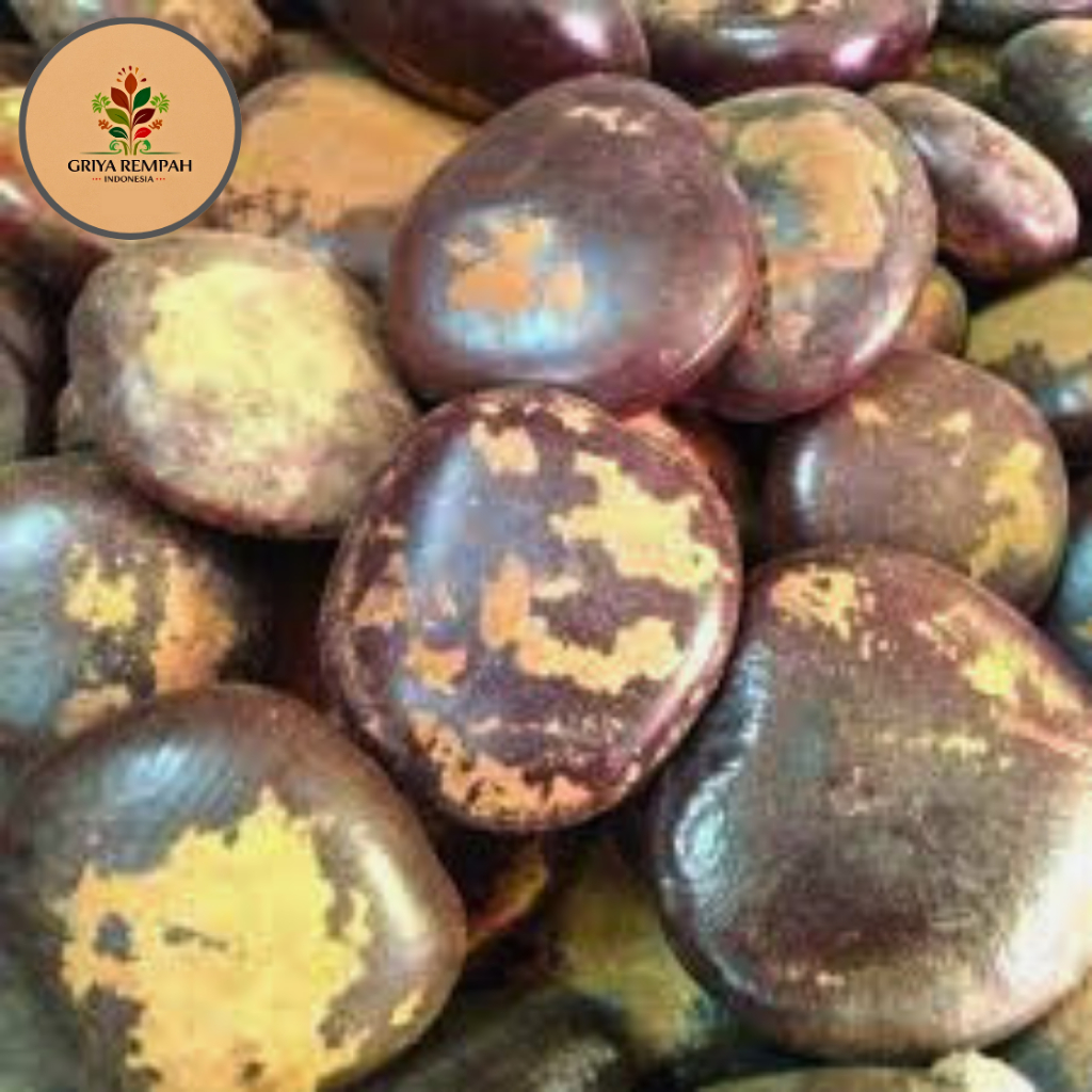 

BIJI BENDO KERING 100 GRAM – Bendho Benda Ramuan Rempah Herbal Jamu Tradisional yang Praktis Simplisia Artocarpus elasticus