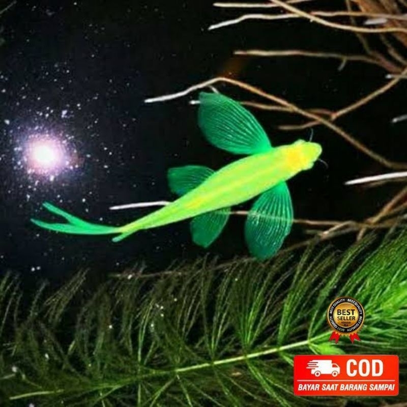 aksesoris ikan hias danio slayer