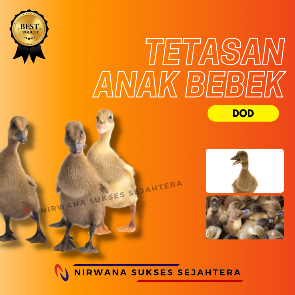

TETASAN ANAK BEBEK BEKU / DOD (DAY ONE DUCK) FROZEN