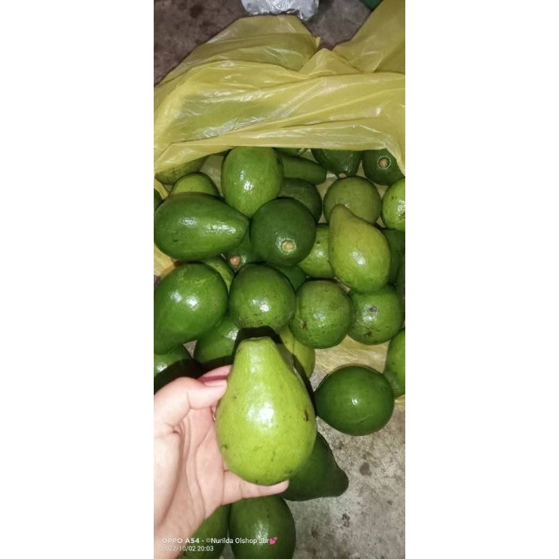 

Promo Alpukat 1kg Murah
