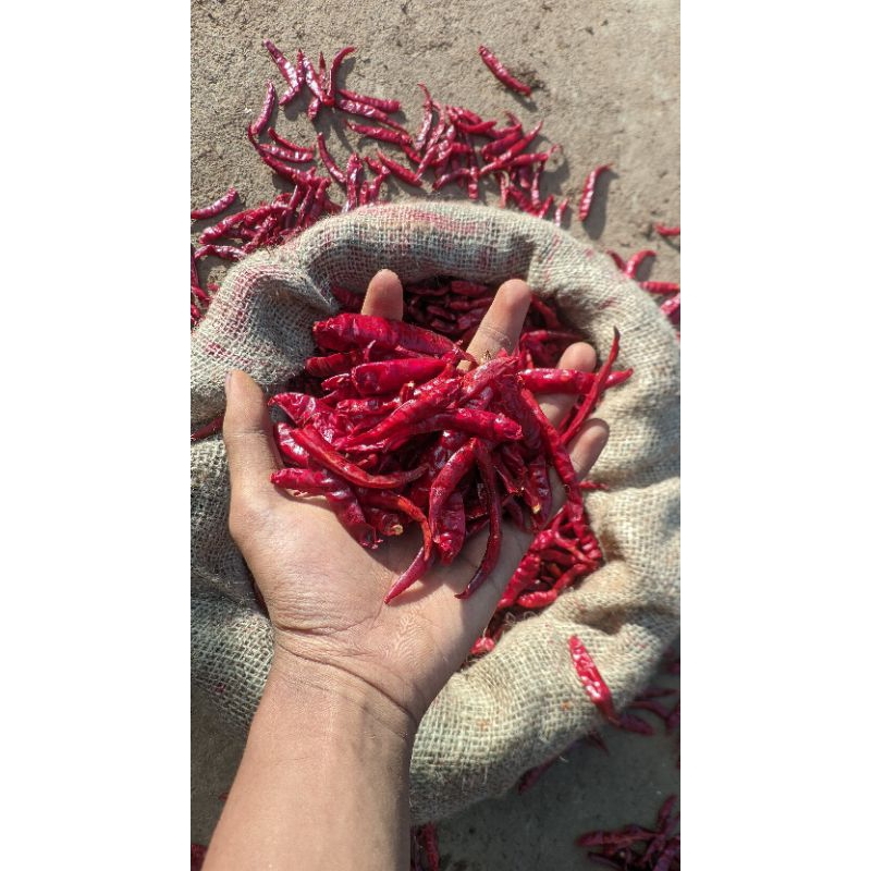 

Cabe Teja Petik impor 1kg