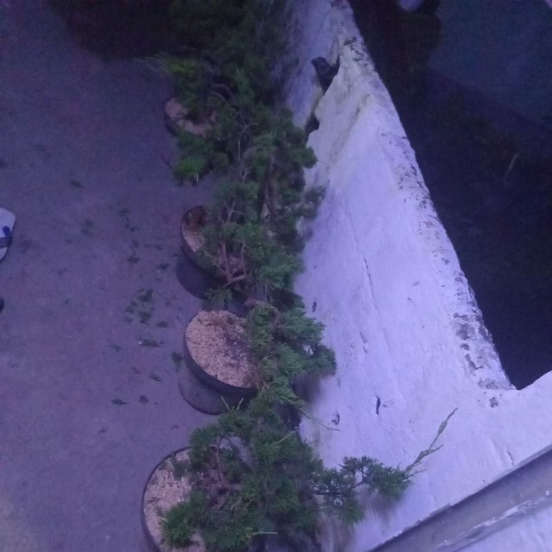 bonsai cemara sinensis