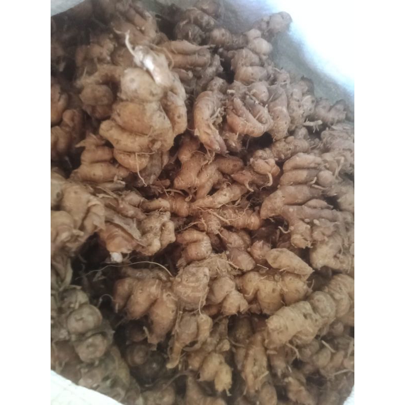 

Kencur 1 kg rempah alami,segar dan wangi