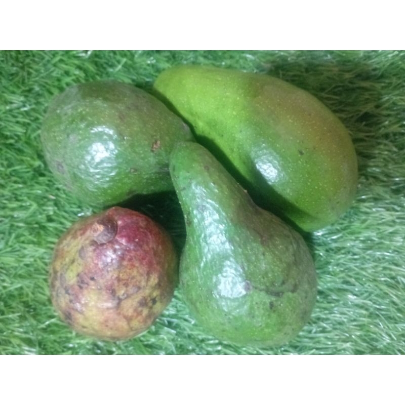 

alpukat mentega lampung timur