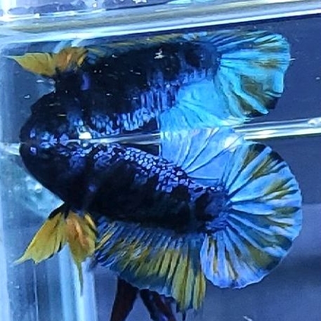 ikan cupang avatar goku bonsai