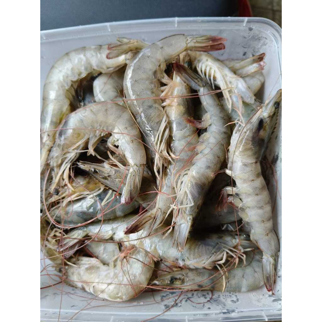 

Udang Paname