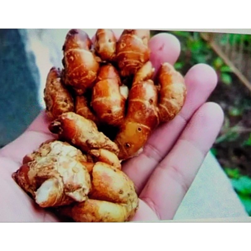 

KENCUR TUA KENCUR SEBLAK FRESH MURAH