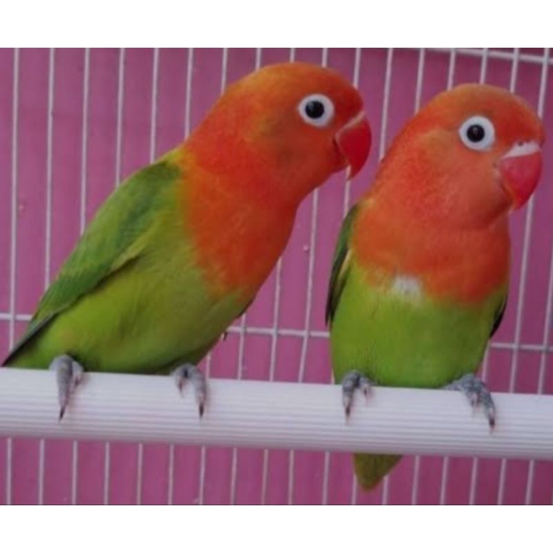 Burung Lovebird Biola Green