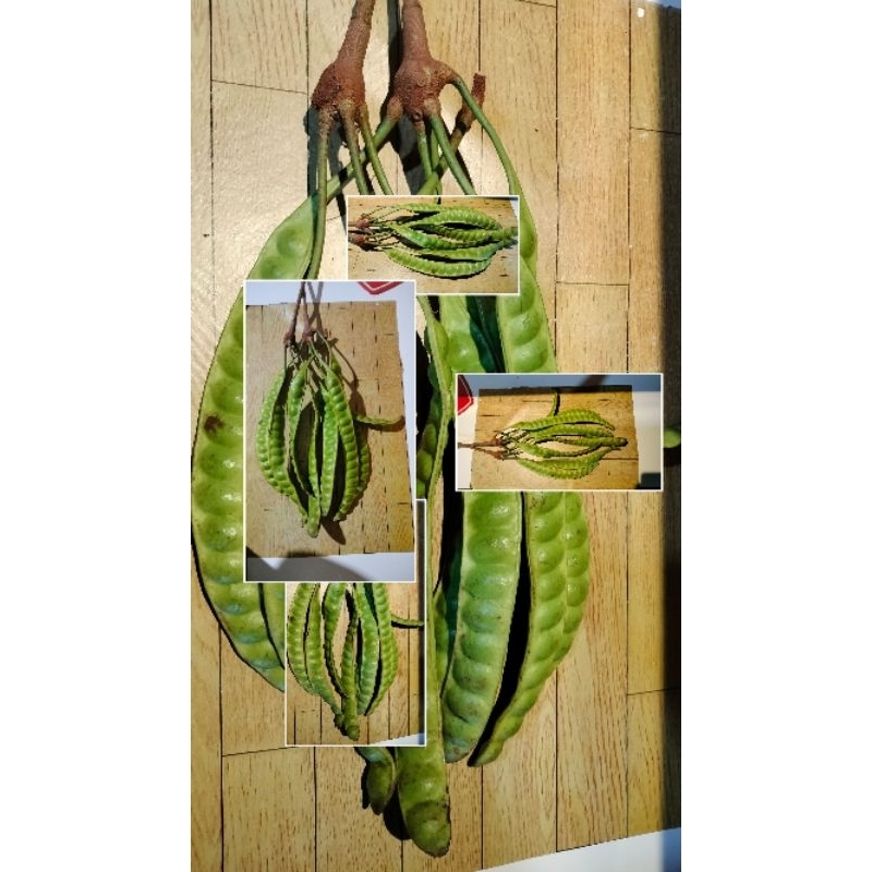 

PETE PADI PANJANG ASLI WONOGIRI ISI 15 papan