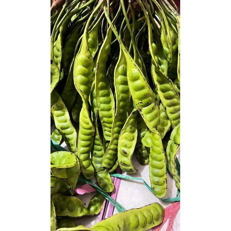 

pete tua anti busuk baru ambil dari pohon