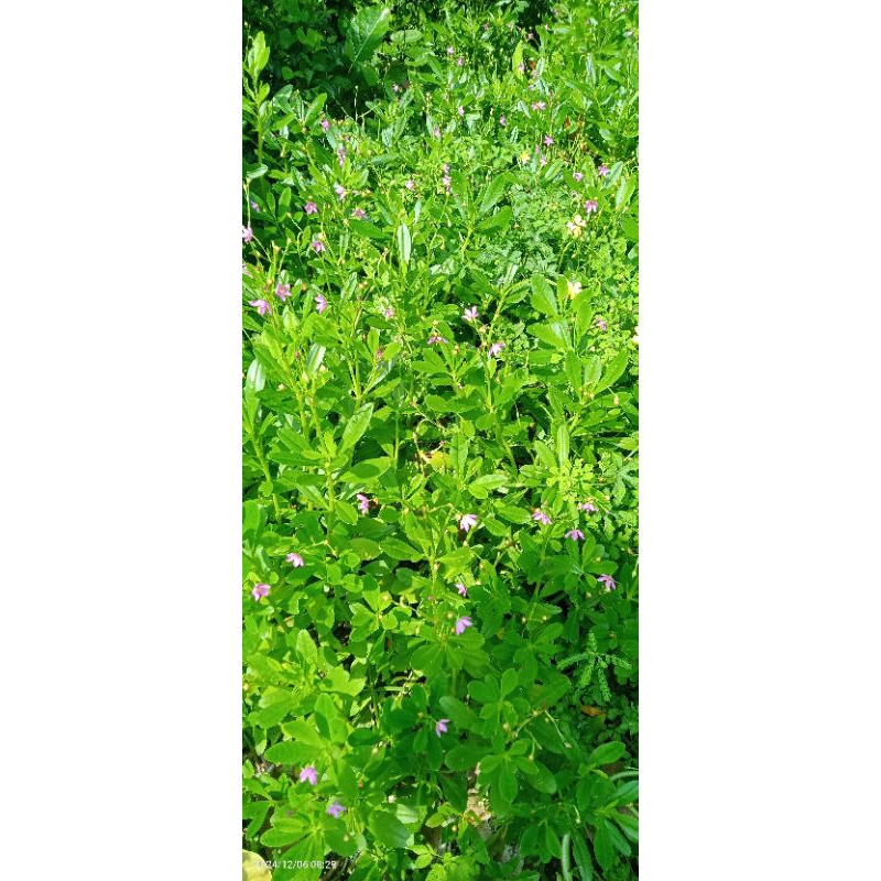 

gingseng Jawa per ikat 5000