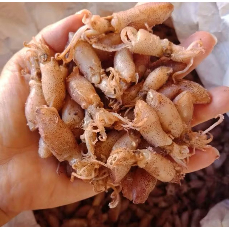 

cumi beby Riau bagan 500gram isi full telur cumi beby