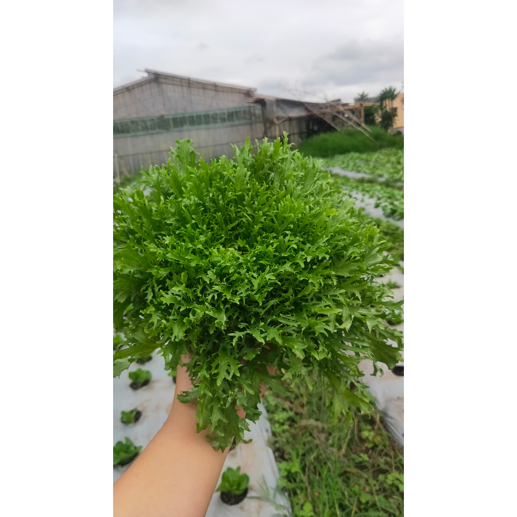 

Segar & Sehat! Endive 500 Gram