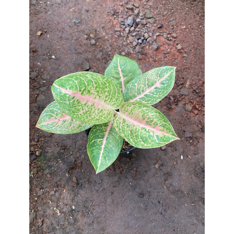 aglonema harley queen