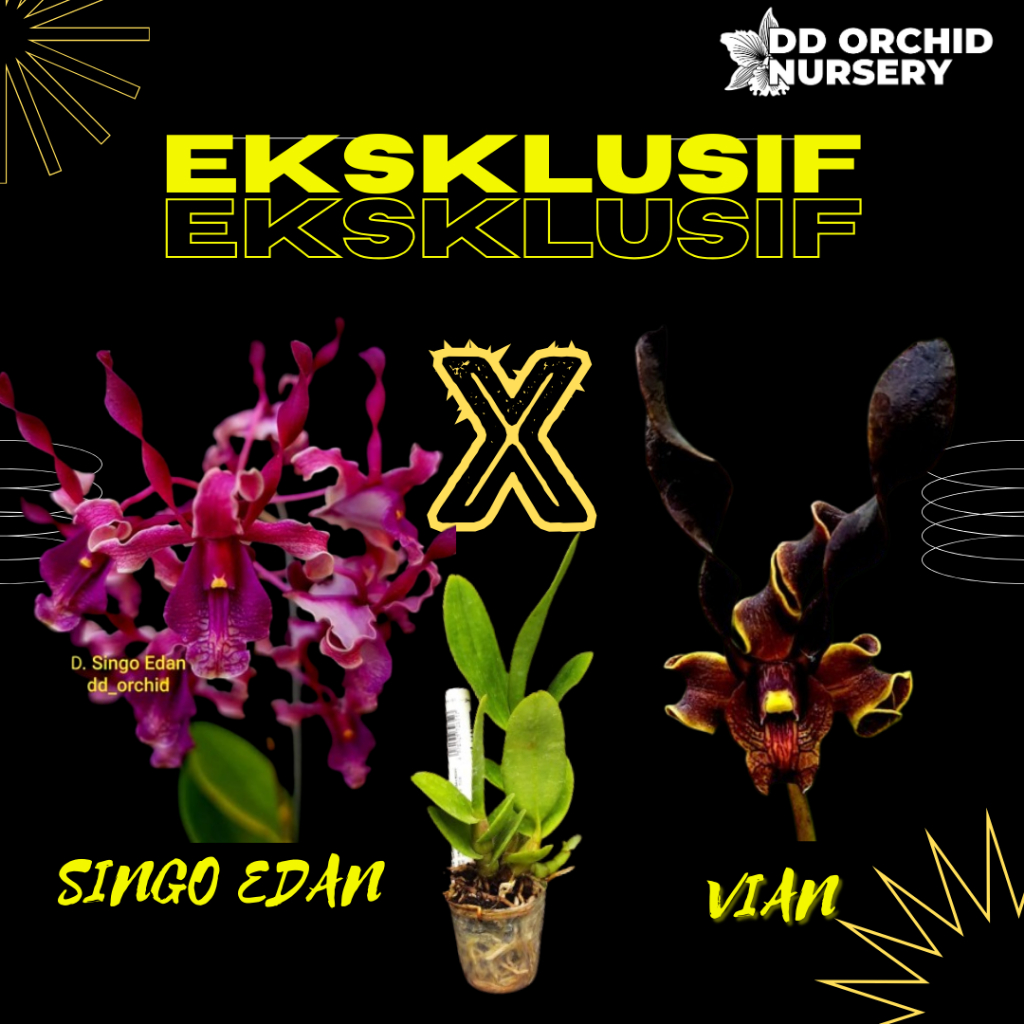 DD Orchid Seedling Anggrek Dendrobium Singo Edan X Den. Vian