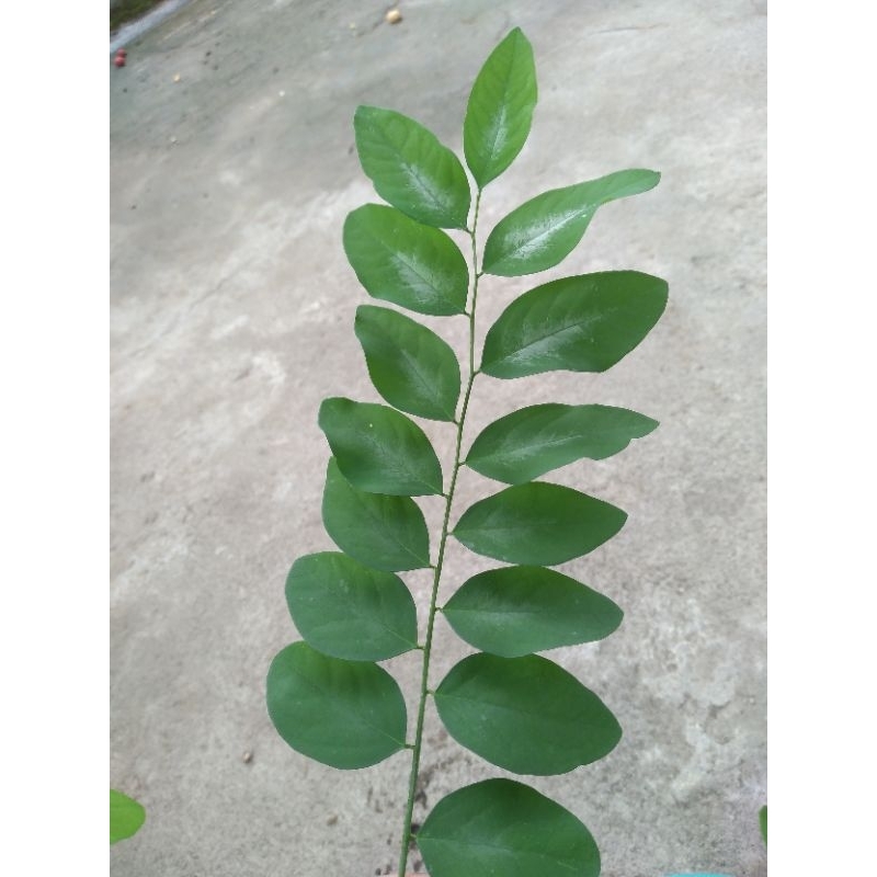 

Daun Katuk Segar / Sayur Katuk / asi booster / Daun Herbal