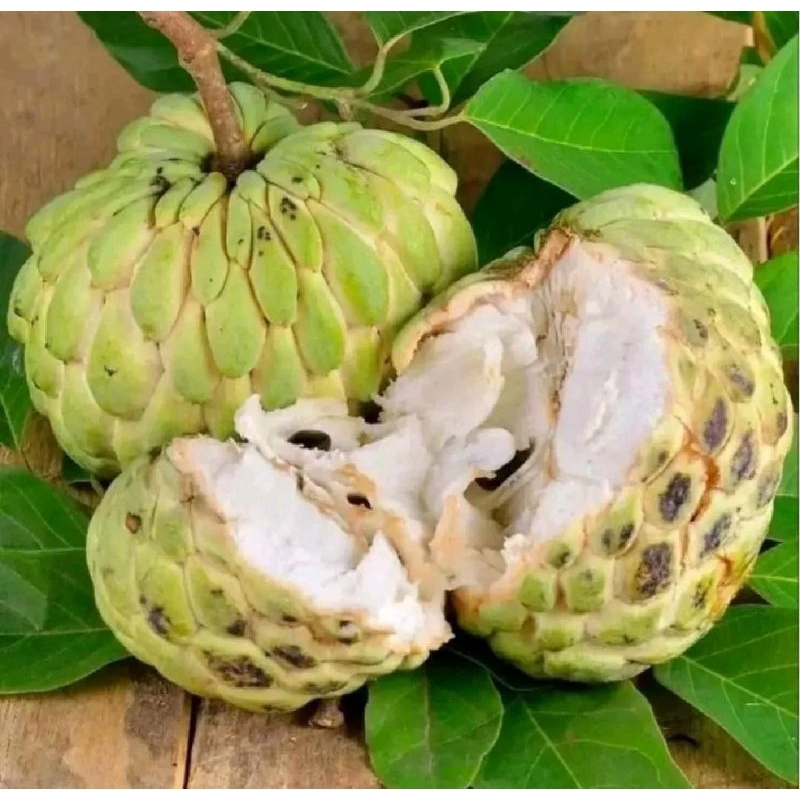 

Srikaya jumbo 1 kg petik kirim