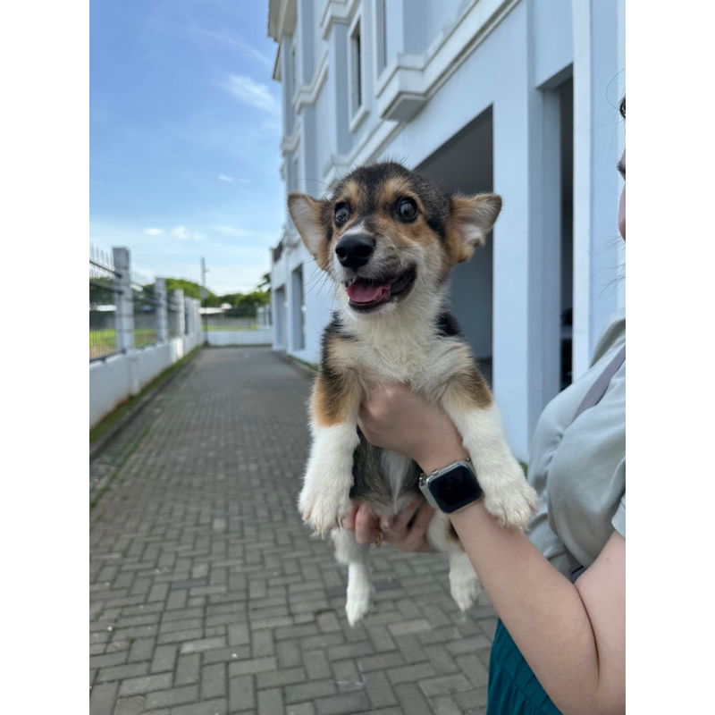 Dijual Puppy/Anakan Anjing Pembroke Welsh Corgi Betina Cewek Jantan Berkualitas short Hair