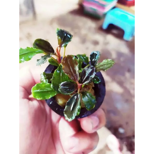 Bucephalandra brownie helena