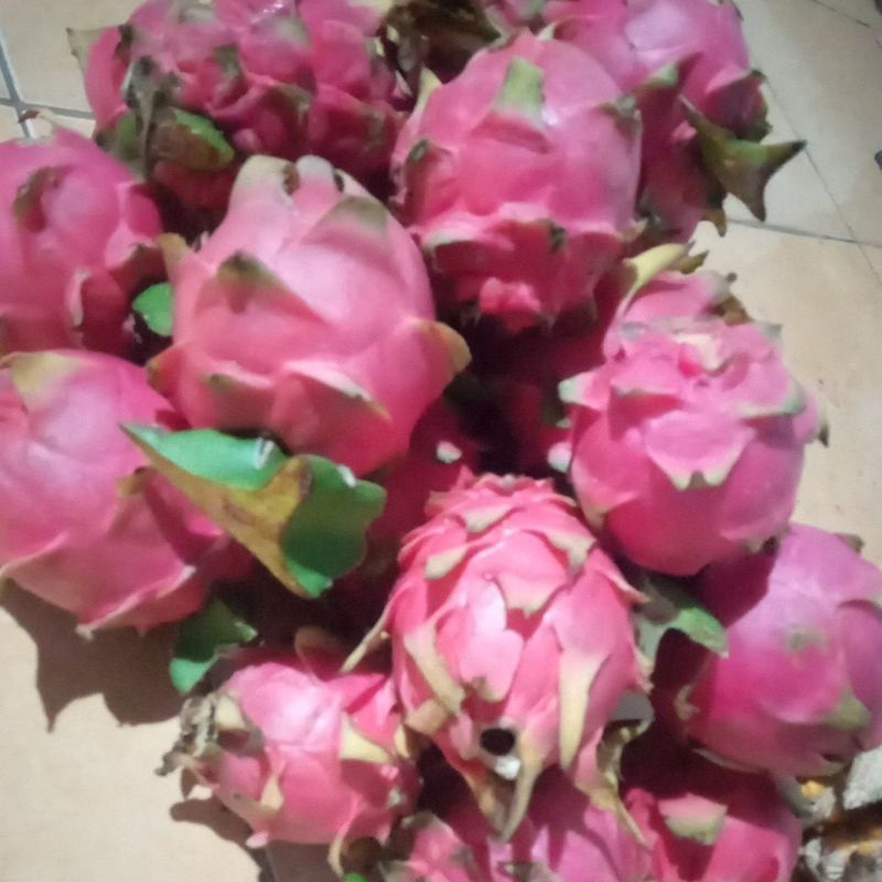 

Buah naga merah fresh 1kg/1000gr
