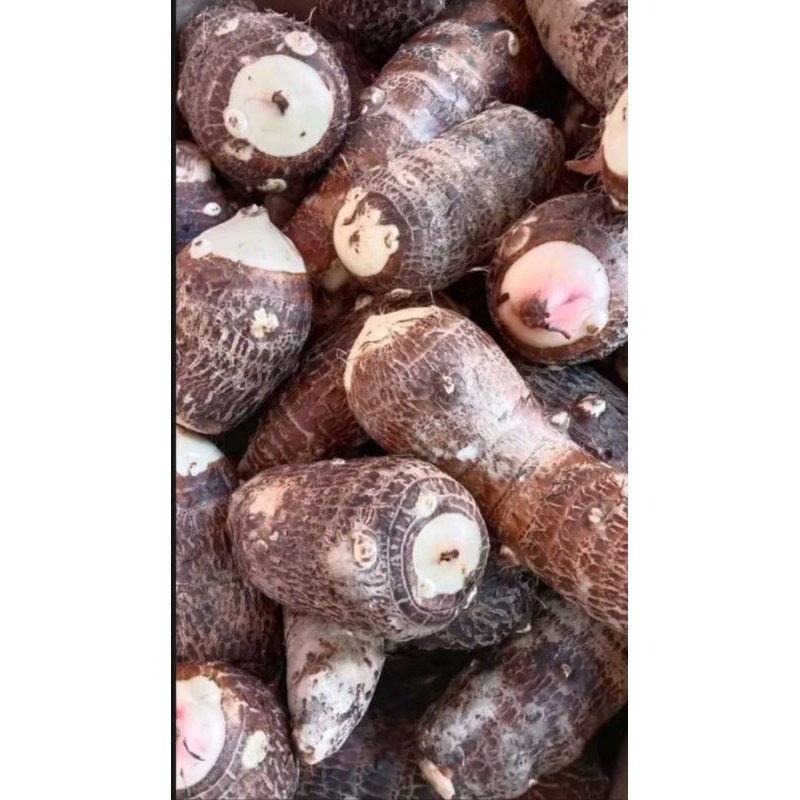 

umbi talas seger 1kg