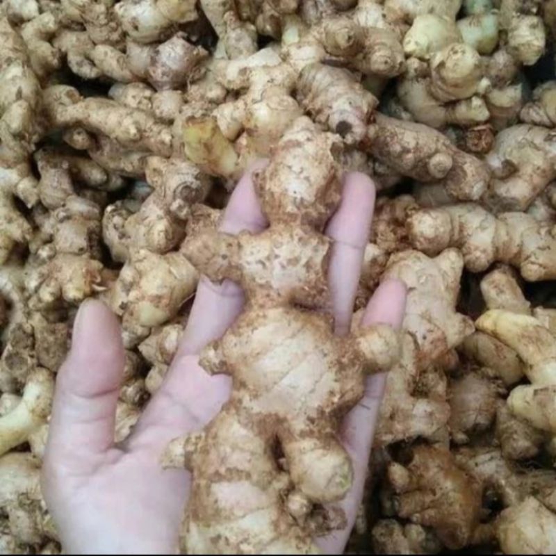 

JAHE EMPRIT ASLI 1KG HERBAL TERMURAH