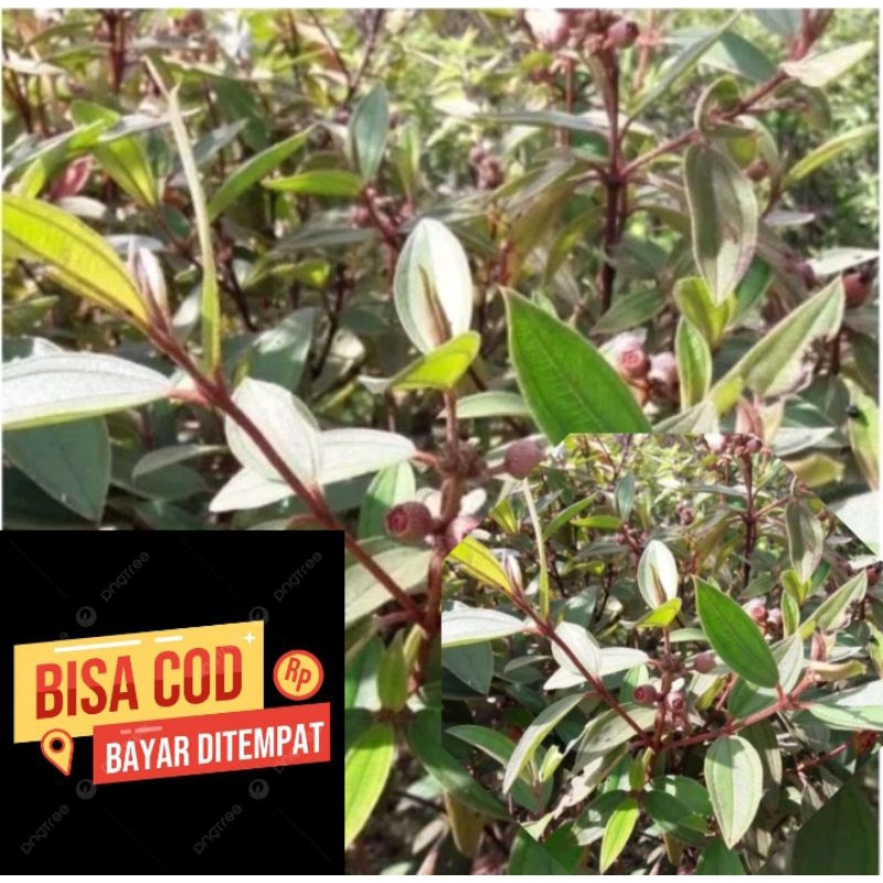 

daun harendong segar 500gram