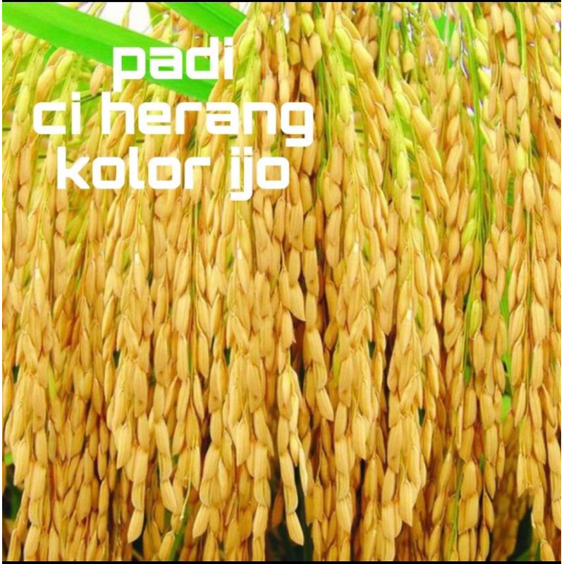 Raflezia  Benih Padi Ciherang Bima Sakti Unggul 1Kg