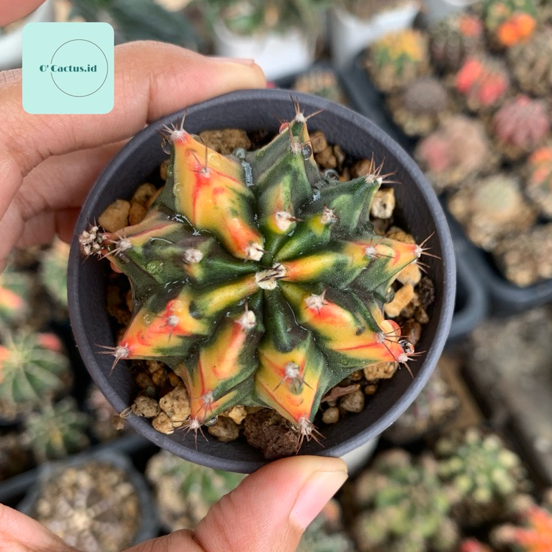 Gymnocalycium mihanovichii hybrid pink yellow gymno id var hybrid varigata kaktus gymno miha var tan