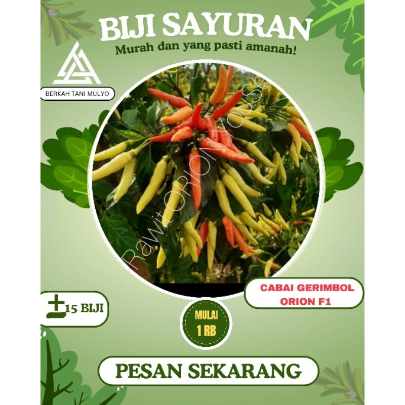 15 biji- benih cabai ORION F1