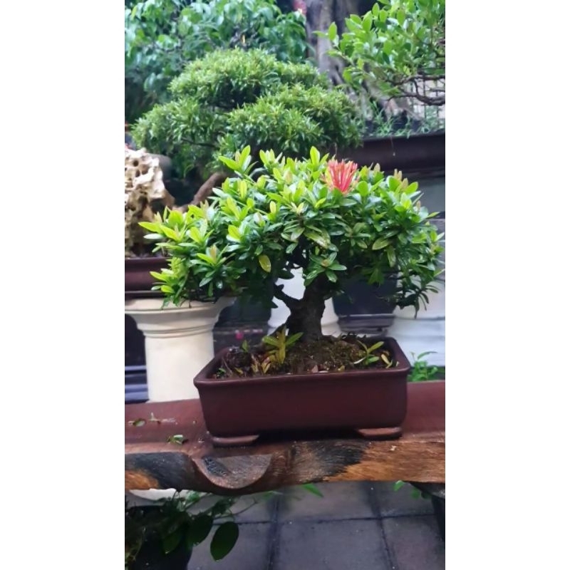 Tanaman hias bonsai asoka mikro mame
