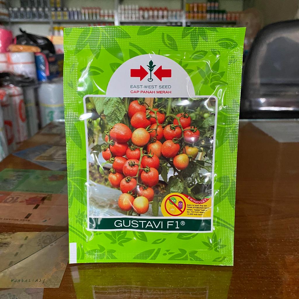 Bibit Benih Tomat Gustavi F1
