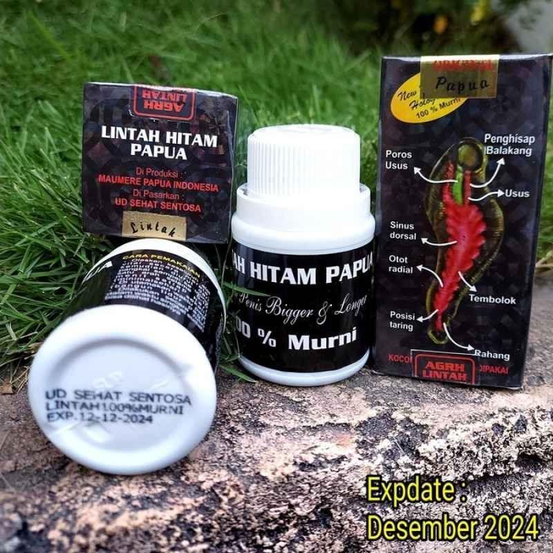 lintah hitam papua asli pembesar mr.p