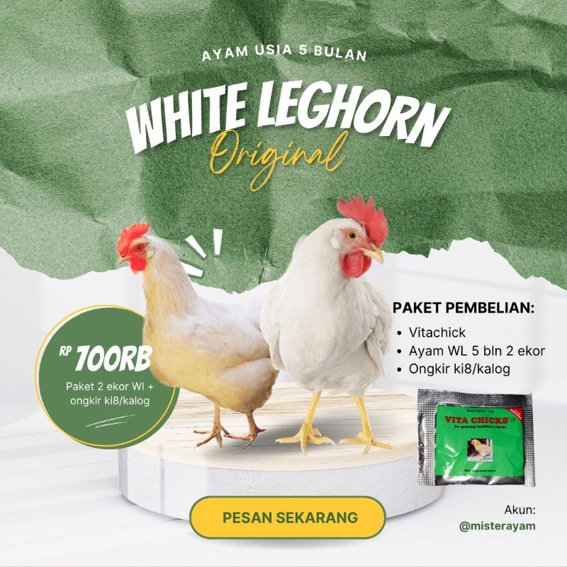 WHITE LEGHORN 5 BLN ISI 2