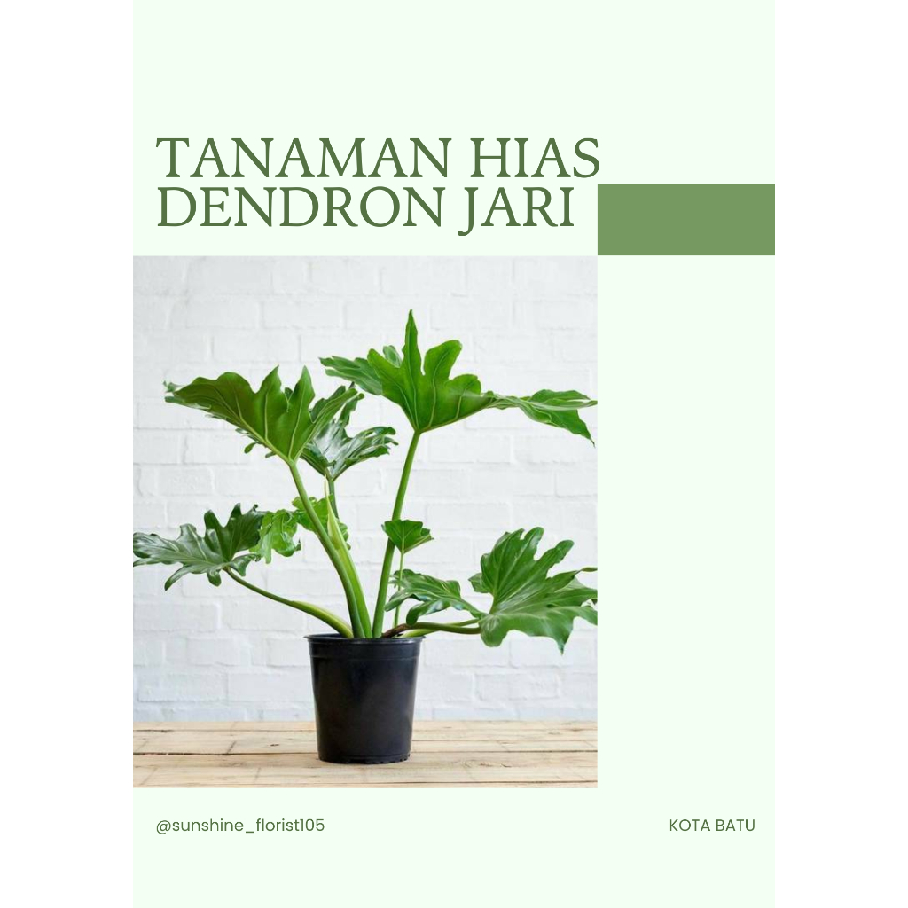 Tanaman hias philo dendron jari murah/ tanaman outdoor/ philo dendron selloum