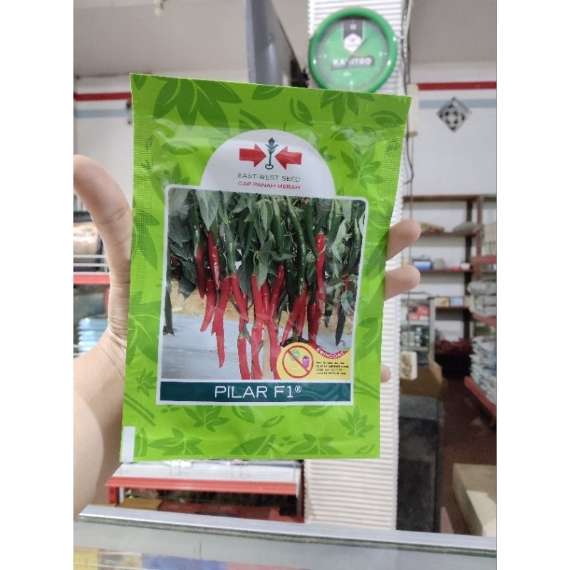 Benih Cabe Cabai Besar PILAR F1 Butir Cap Panah Merah