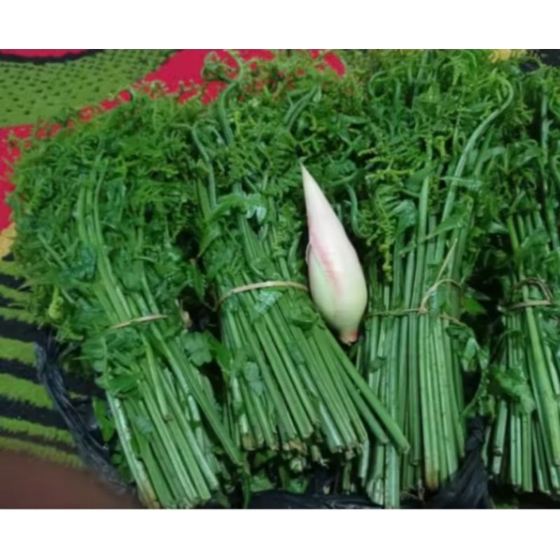 

pakis sayur paku segar asli termurah sekitar 500 gram