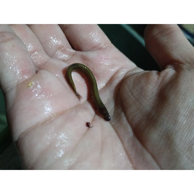 

kuhli Loch hitam pembersih aquarium