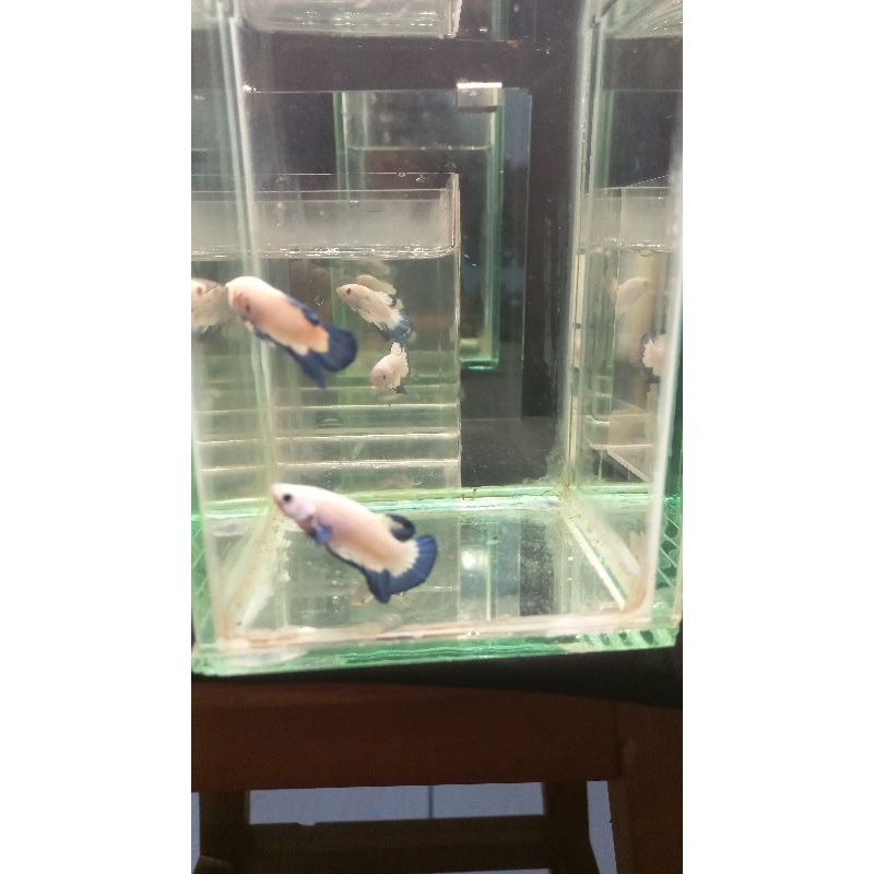 hiasan aquarium cupang jenis plakat
