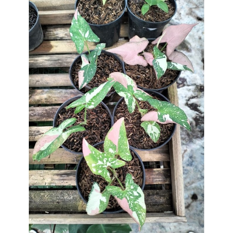 Kebun Jennaira * Syngonium Redspot tricolor *