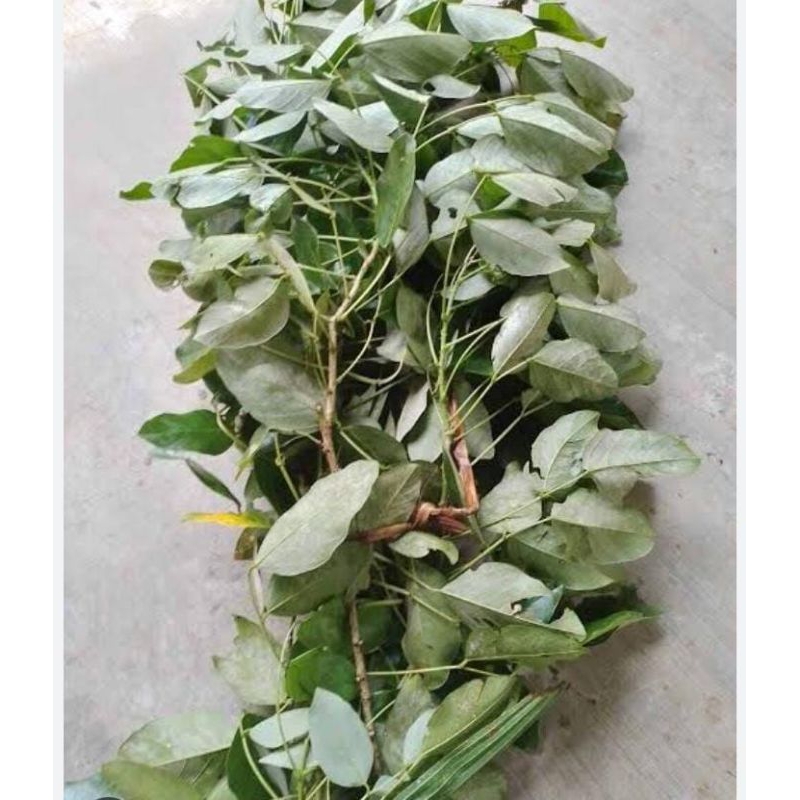 

Daun Cangkring Segar 300 Gram Obatnya Herbal Cacar Gatal Murah Baru Petik