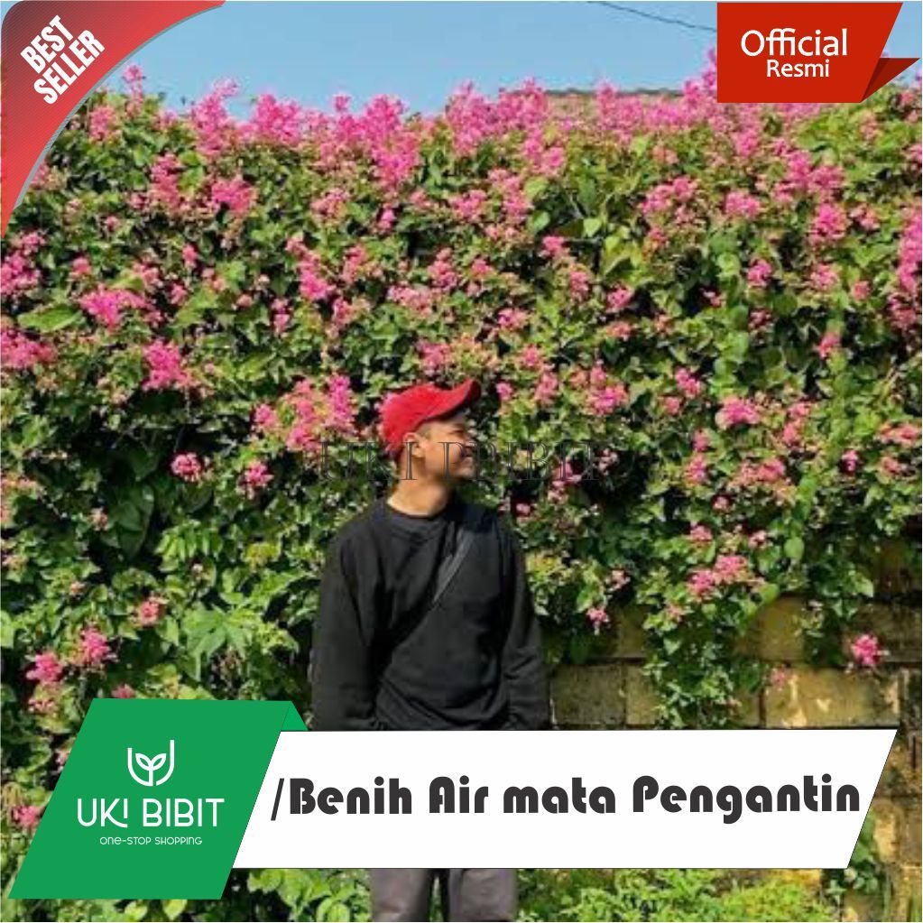 ( 5 Butir ) Benih Biji Bunga Air Mata Pengantin Merah | Bunga Patah Hati Merah