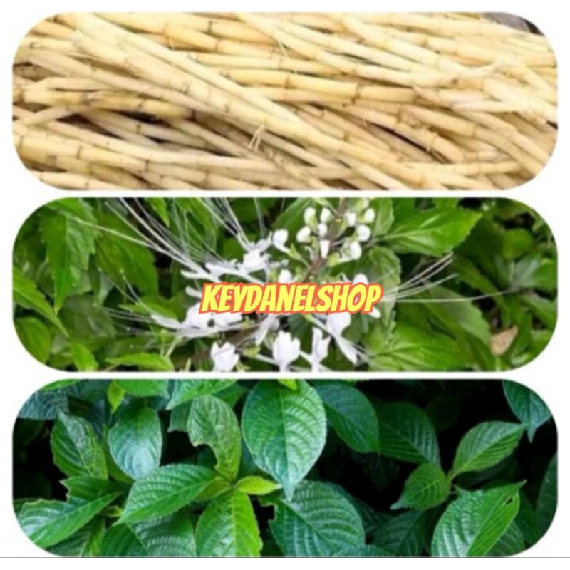 

Paket komplit daun kumis kucing/keji beling/akar alang alang