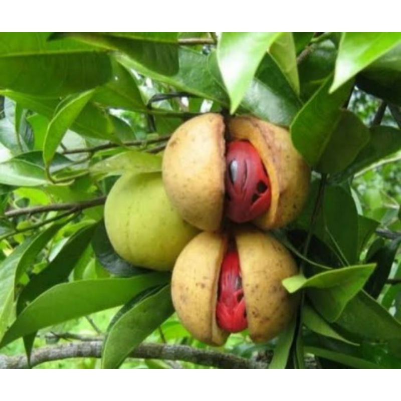 

Biji buah pala tua 5 biji